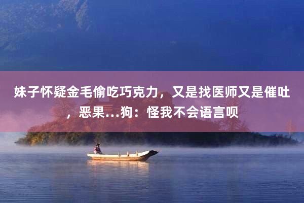 妹子怀疑金毛偷吃巧克力，又是找医师又是催吐，恶果…狗：怪我不会语言呗